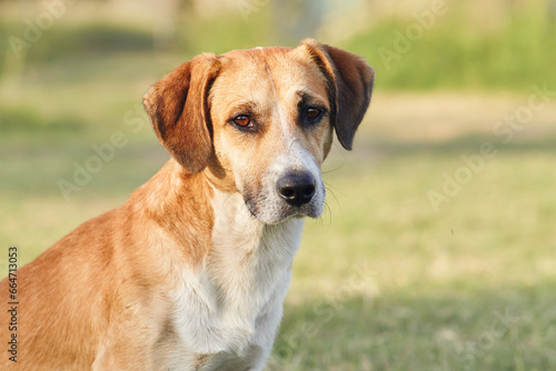 red and white dog in the park. Mix of breeds in nature in sunny weather. charming pet