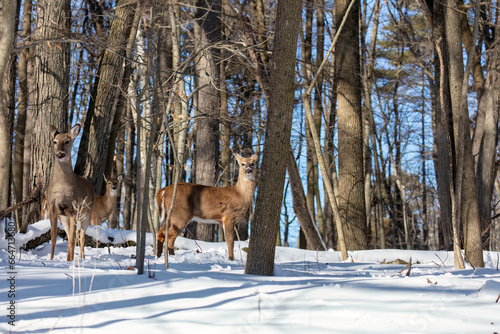 Wallpaper Mural Deer. The white-tailed deer  also known as the whitetail or Virginia deer in winter on snow Torontodigital.ca