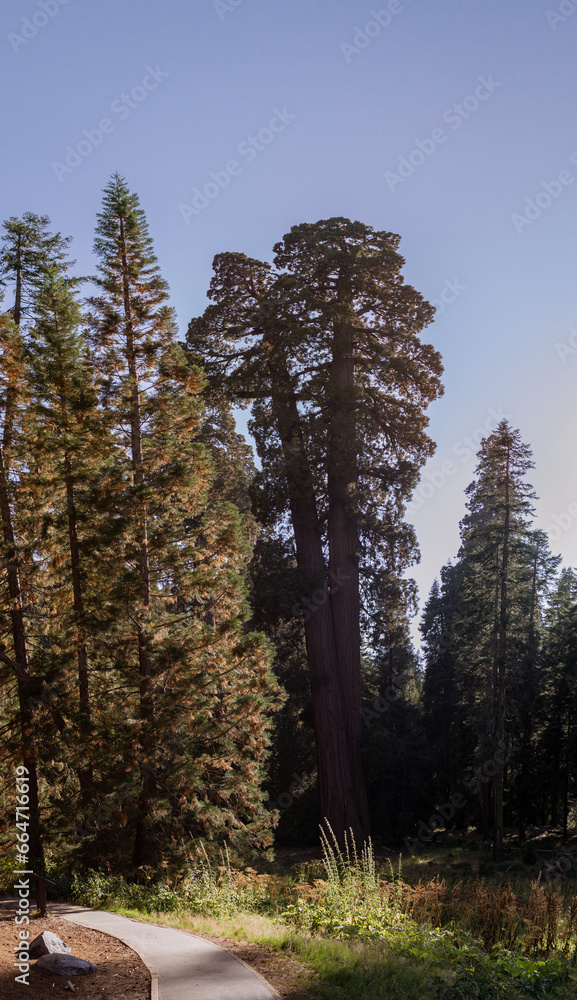 Bottom view of a tallest sequoia trees against blue sky and sun in national park in California, usa Bottom view of a tallest sequoia trees against blue sky and sun in national park in California, usa
