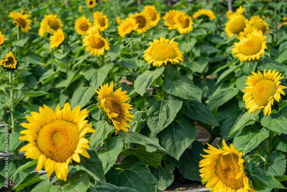 Obraz premium Sun flower