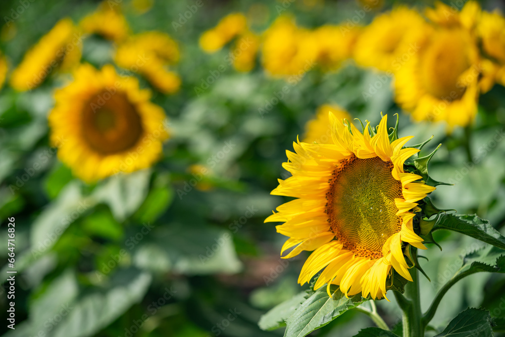 Obraz premium Sun flower