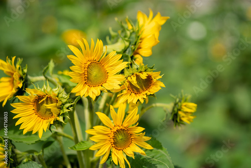 Sun flower