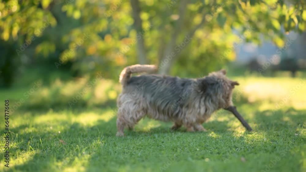 Funny cute little boy playing with pedigreed Australian terrier in sunny summer backyard or garden. Outdoor portrait of a boy with blue and sable tan purebred Australian terrier dog pet. Slow motion. Funny cute little boy playing with pedigreed Australian terrier in sunny summer backyard or garden. Outdoor portrait of a boy with blue and sable tan purebred Australian terrier dog pet. Slow motion.