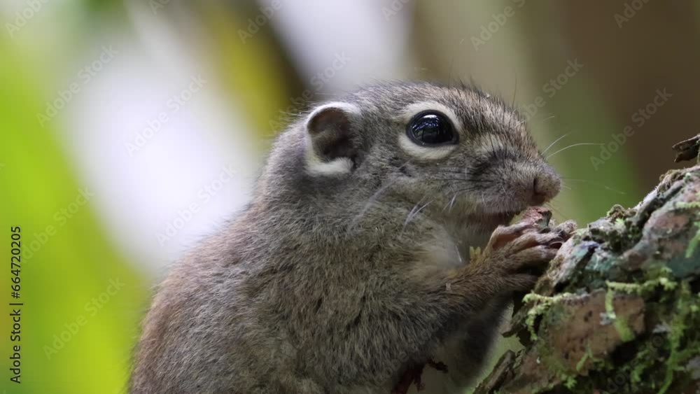 Cute Ground Squirrel eating jungle fruit on rainforest jungle Cute Ground Squirrel eating jungle fruit on rainforest jungle