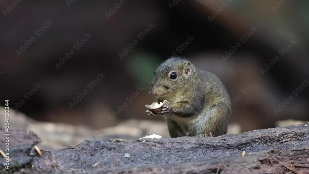 Cute Ground Squirrel eating jungle fruit on rainforest jungle Cute Ground Squirrel eating jungle fruit on rainforest jungle