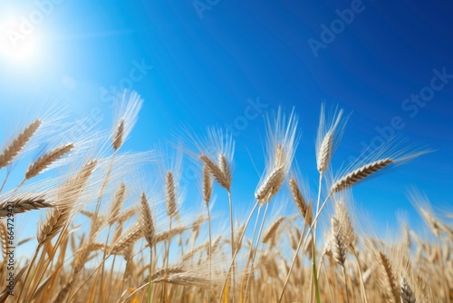 Wheat field under blue sky.