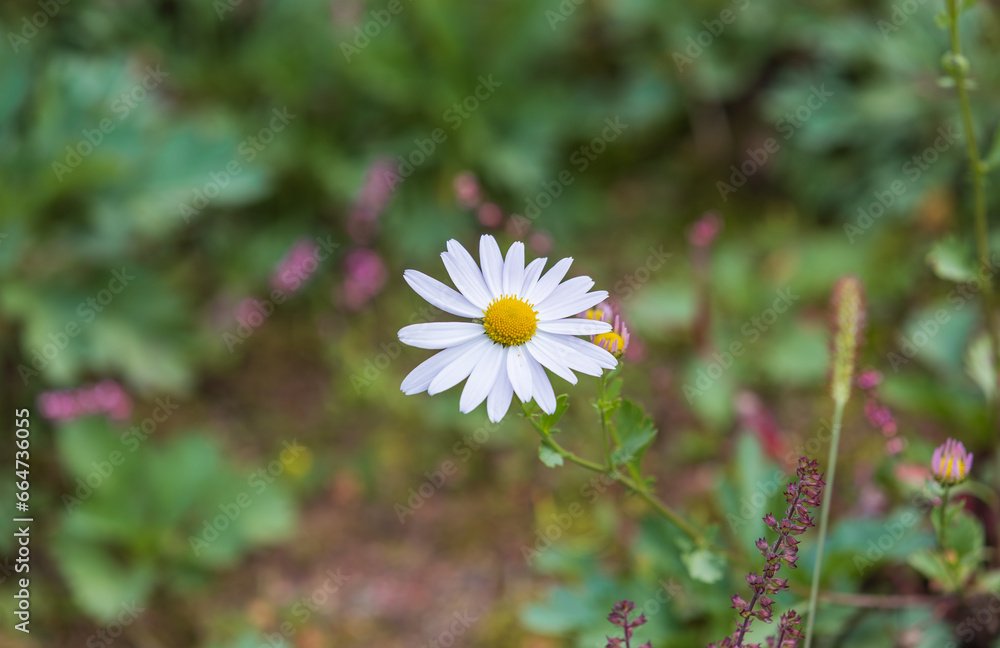 Gujeolcho flower with white petals found on the side of the road. Chrysanthemum zawadskii Gujeolcho flower with white petals found on the side of the road. Chrysanthemum zawadskii