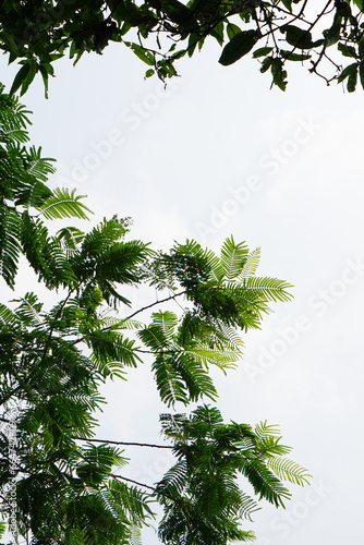 Tree branch with leaves with clear sky background photo