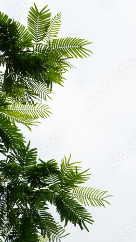 Tree branch with leaves with clear sky background