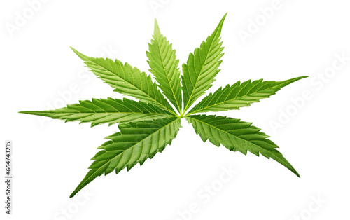 Cannabis Leaf Looks Fresh Beauty In World on White or PNG Transparent Background.