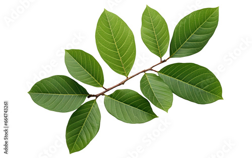 Lush Green Guava Foliage Greenery Close-Up on White or PNG Transparent Background.