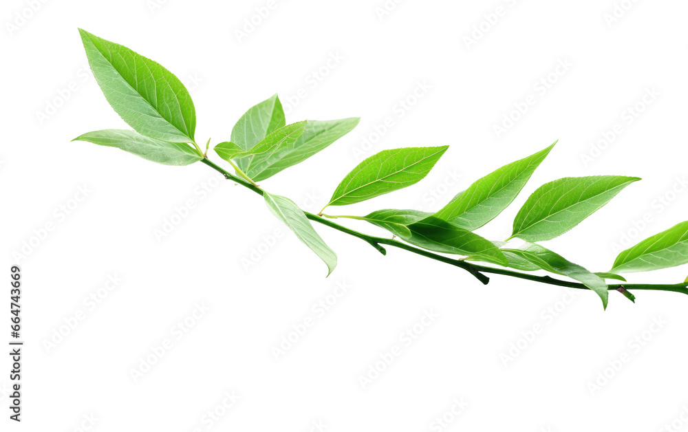 Tea Leaf Realistic Art on White or PNG Transparent Background. Tea Leaf Realistic Art on White or PNG Transparent Background.