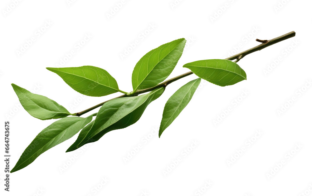 Tea Leaf Realistic Art Portrait Looks Fresh on White or PNG Transparent Background. Tea Leaf Realistic Art Portrait Looks Fresh on White or PNG Transparent Background.