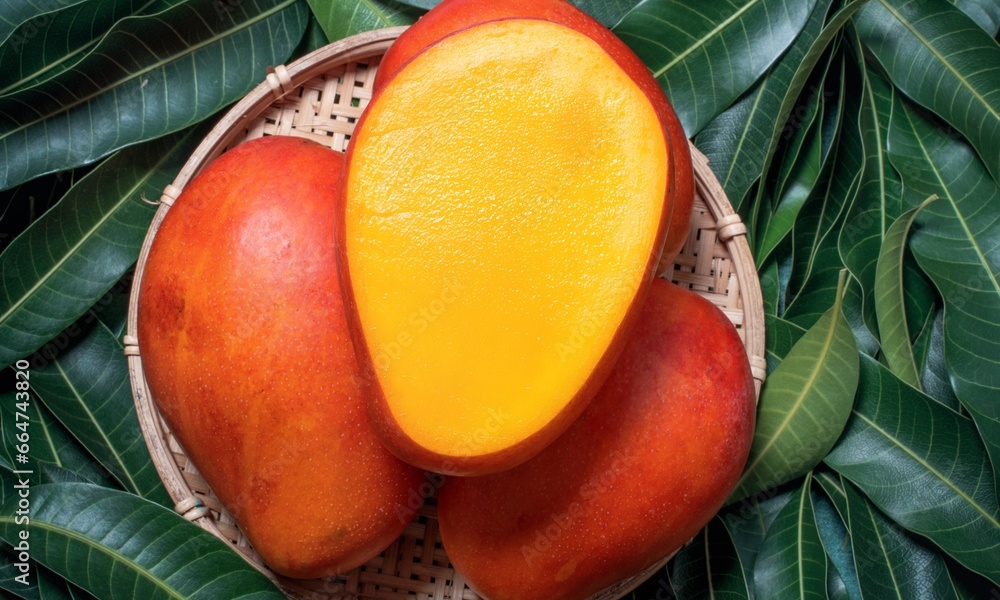 Foto de Alphonso mangoes, revered as the "King of Mangoes," are