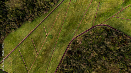green moss on the ground