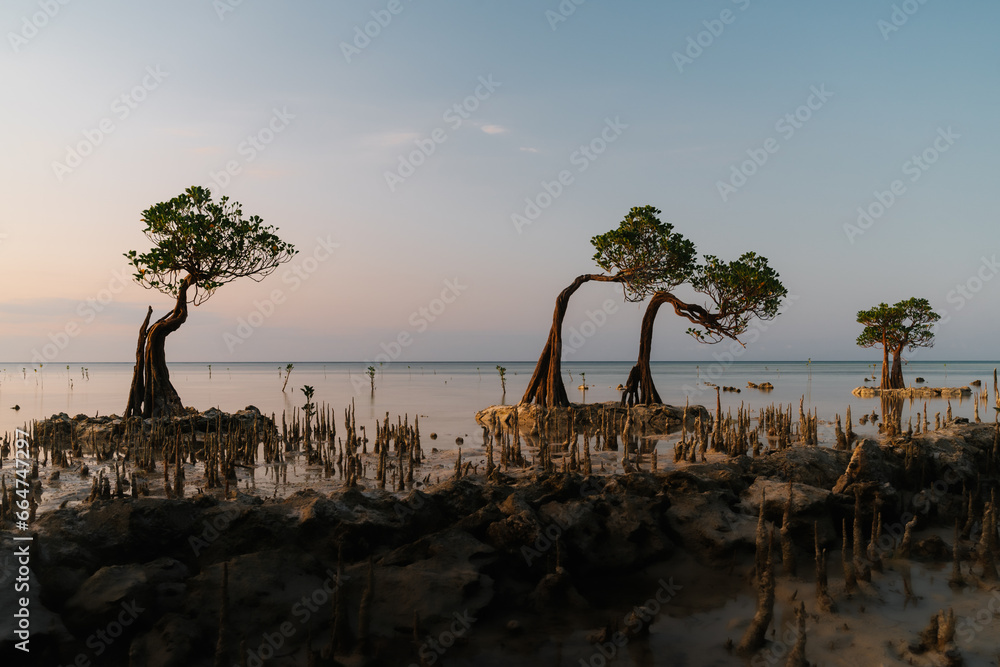 Unique dwarf mangrove trees on the coast of Sumba Island, East Nusa Tenggara, Indonesia