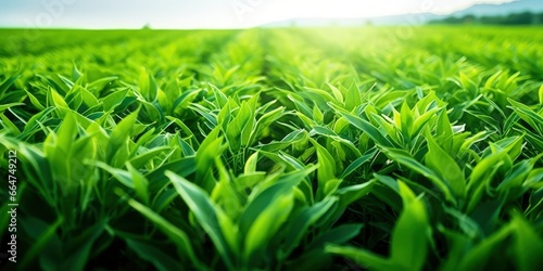 Field of vibrant green biofuel crops.