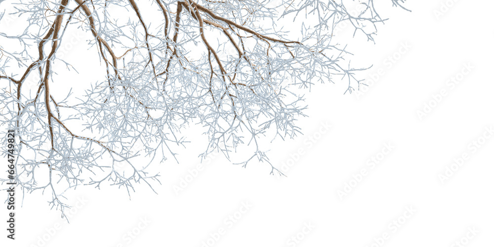 Snow covered branches of a tree on white	
