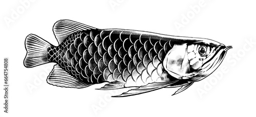 asian arowana line art premium vector