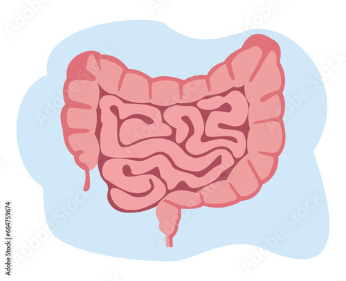 flat vector illustration of small and large intestine. Human internal organ, digestive tract