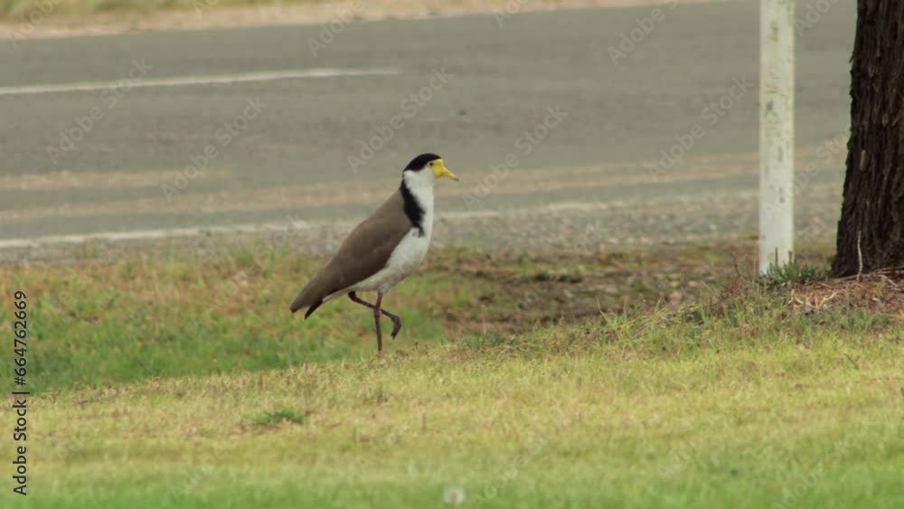 Masked Lapwing Plover On Nature Strip Then Flies Away. Maffra, Gippsland, Victoria, Australia. Daytime Masked Lapwing Plover On Nature Strip Then Flies Away. Maffra, Gippsland, Victoria, Australia. Daytime