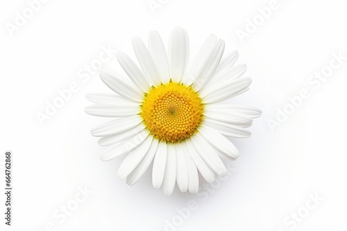 Common daisy isolated on white background. © RABEYAAKTER