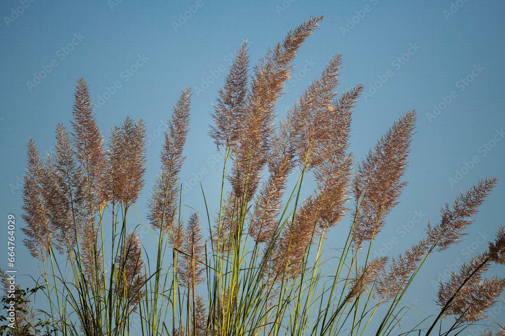 Fototapeta premium wild grass and sky