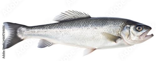 One fresh sea bass fish isolated on white background.