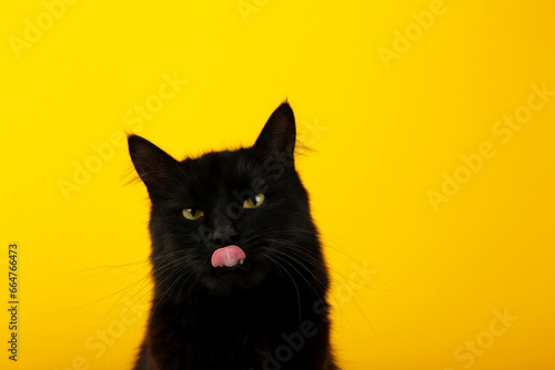 Black cat on yellow background with bright yellow eyes. Top view. © Mouse family
