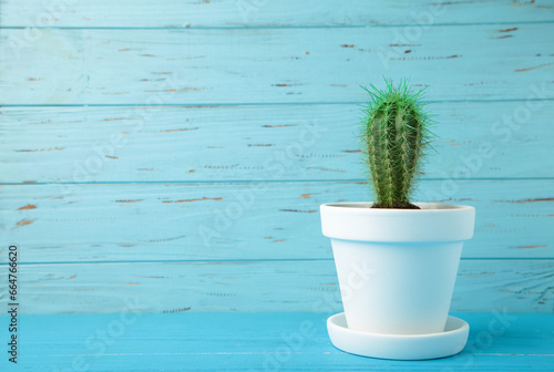 Small cactus in white flowerpot on blue wooden background. Space for text