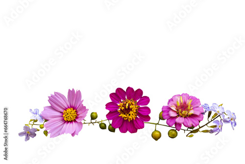 Fototapeta Naklejka Na Ścianę i Meble -  pink flowers cosmos, zinnia elegans local flora arrangement flat lay postcard style 