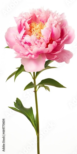 Peony isolated on white background.