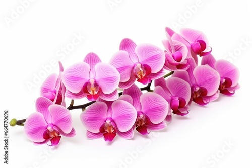 Pink Orchid isolated on white background.