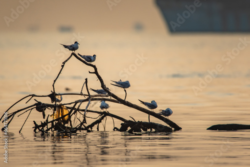 A tern colony over dead branch silhouette, on jakarta bay, natural bokeh background 