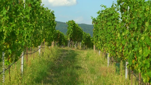 Beautiful Rows of Grapewines in Vineyard of old town of Weisskirchen, in the Wachau region of Austria photo