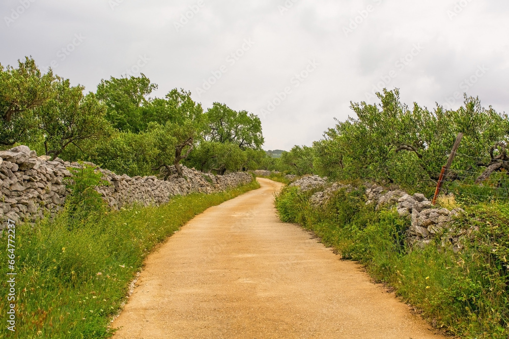 The spring landscape near Loziscz village on Brac Island in Croatia