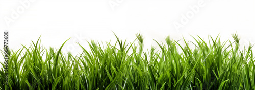 grass on isolated white background