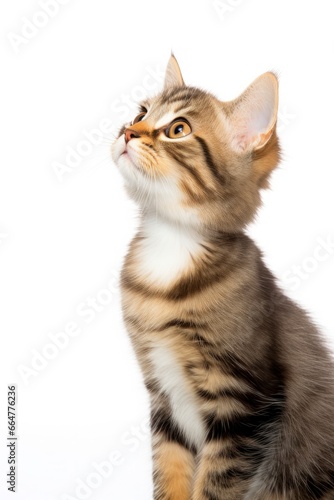 Playful funny kitten looking up isolated on a white background. © MstSanta