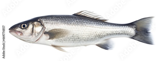 One fresh sea bass fish isolated on white background. photo