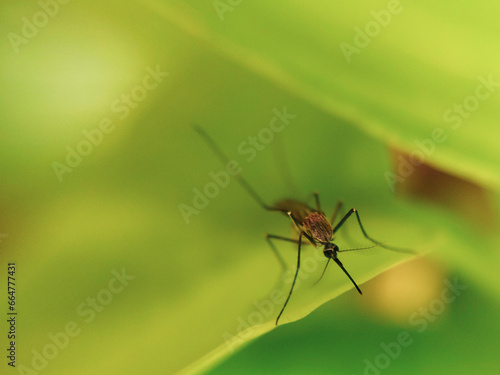 mosquito on leaf