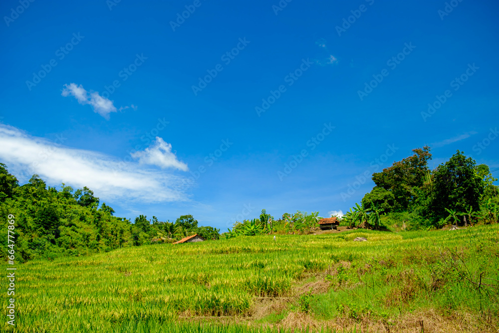 hot weather in the middle of rice fields in the remote countryside far from the city hot weather in the middle of rice fields in the remote countryside far from the city