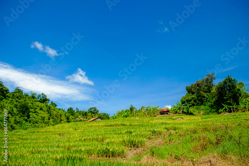 hot weather in the middle of rice fields in the remote countryside far from the city 