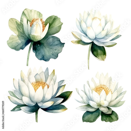 Set of white lotus floral watecolor. white lotus flower, Floral poster, invitation floral. Vector arrangements for greeting card or invitation design	