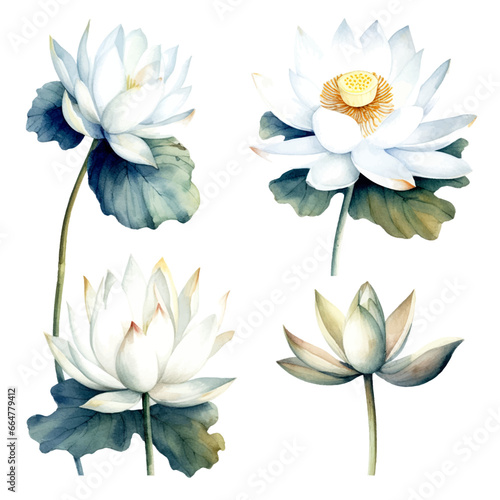 Set of white lotus floral watecolor. white lotus flower, Floral poster, invitation floral. Vector arrangements for greeting card or invitation design	