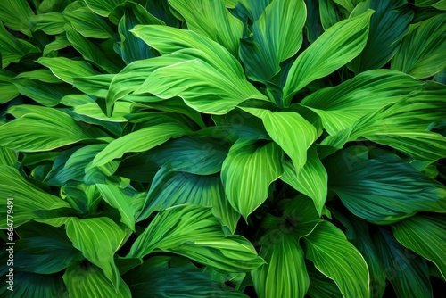 A plant with lots of large green leaves.