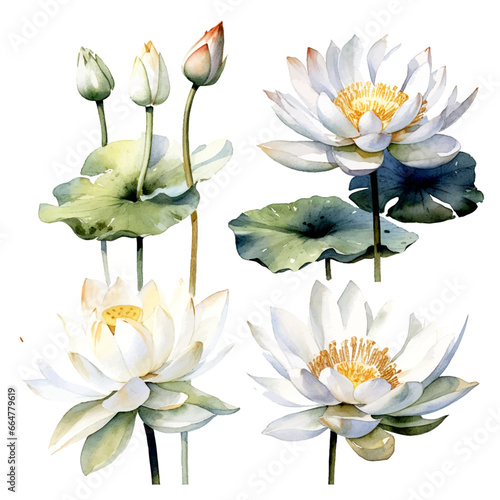 Set of white lotus floral watecolor. white lotus flower, Floral poster, invitation floral. Vector arrangements for greeting card or invitation design	