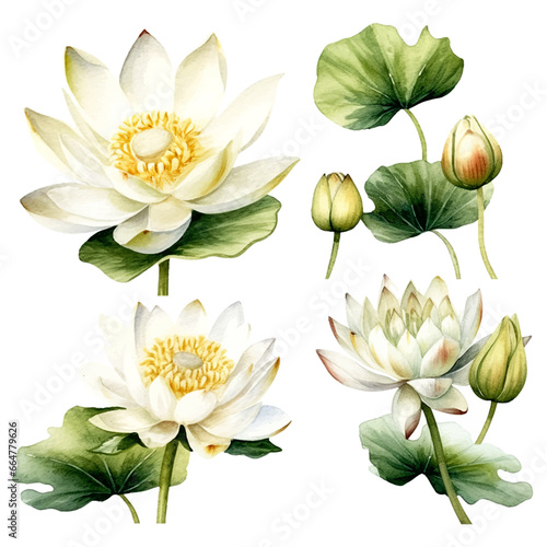 Set of white lotus floral watecolor. white lotus flower, Floral poster, invitation floral. Vector arrangements for greeting card or invitation design	