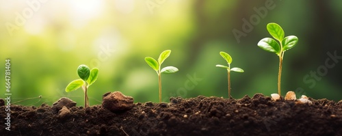 Growth Trees concept Coffee bean seedlings nature background Beautiful green.