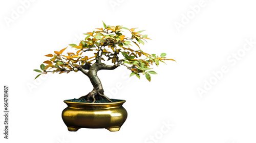 Japanese bonsai tree in a golden pot isolated on white background