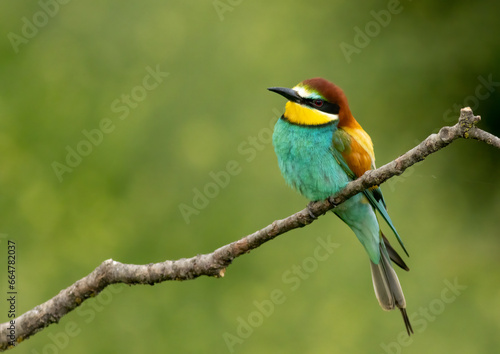 Common Bee-eater is one of the most beautiful bird in Europe